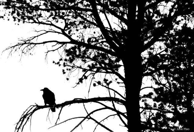 raven-black-bird-tree